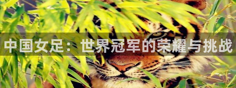 世界杯决赛直播：中国女足：世界冠军的荣耀与挑战